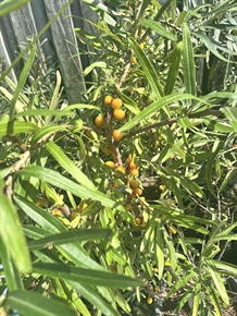 Havtorn 'Friesdorfer Orange' hunplante